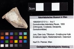 Foto (Objket + Etiketten) von Goniodromites bidentatus (Reuss, 1859) 